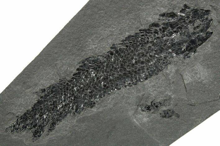 Devonian Lobe-Finned Fish (Osteolepis) Fossil - Scotland #353846